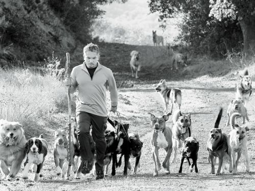 Cesar Millan alias de hondenfluisteraar ondervindt kritiek op zijn trainingsmethoden.
