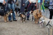 4-9-2011 Wandeling Dogbasics 073