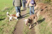 wandeling 11-11 032