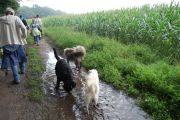 4-9-2011 Wandeling Dogbasics 054