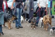 4-9-2011 Wandeling Dogbasics 074