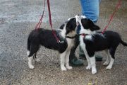 4-9-2011 Wandeling Dogbasics 088