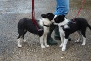 4-9-2011 Wandeling Dogbasics 089