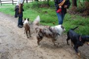 4-9-2011 Wandeling Dogbasics 101
