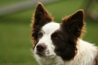 Dipper