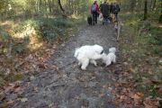 wandeling 11-11 044