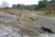 wandeling 21-02-2010 007