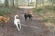 wandeling 21-02-2010 024