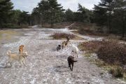 wandeling 21-02-2010-11