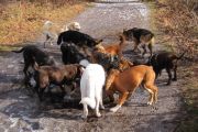 wandeling 21-02-2010-13